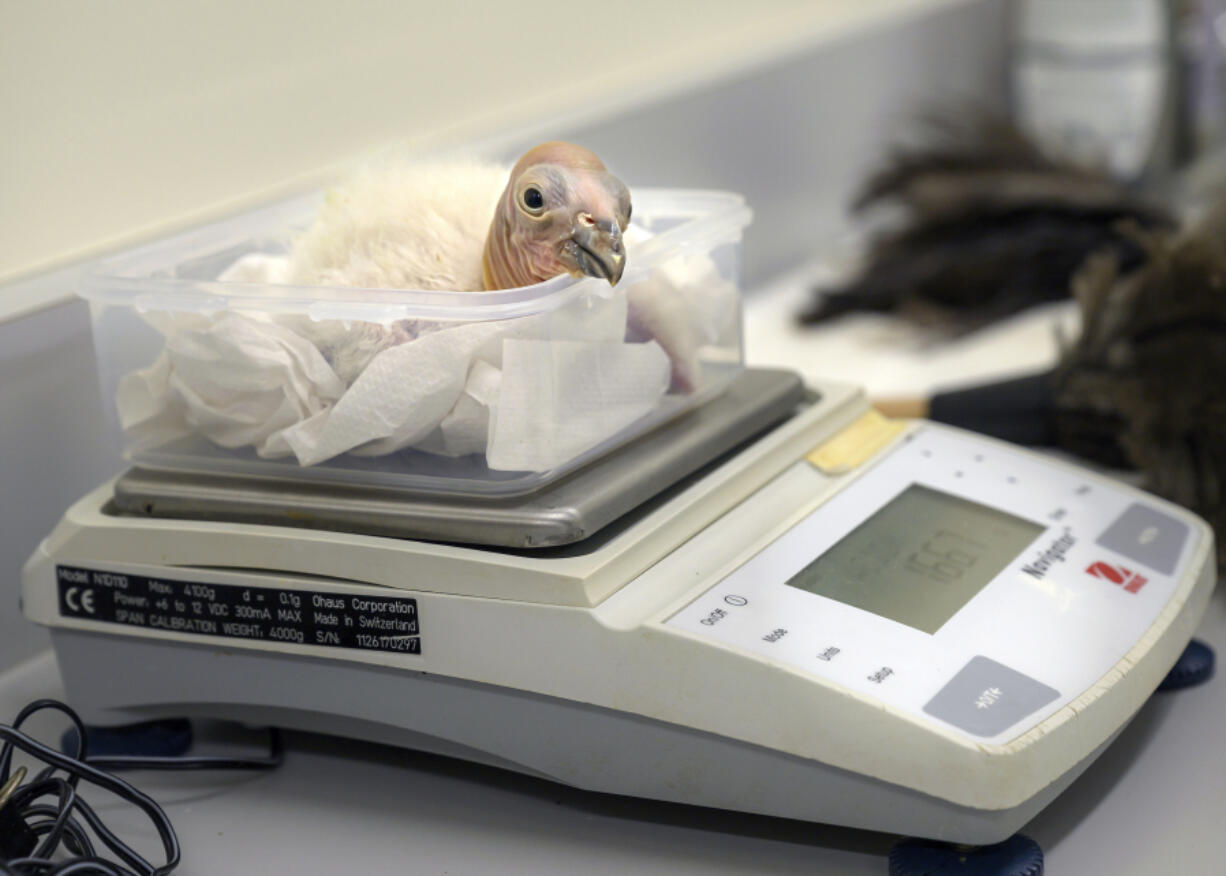 A California condor chick is weighed April 19 at the Los Angeles Zoo.