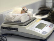 A California condor chick is weighed April 19 at the Los Angeles Zoo.