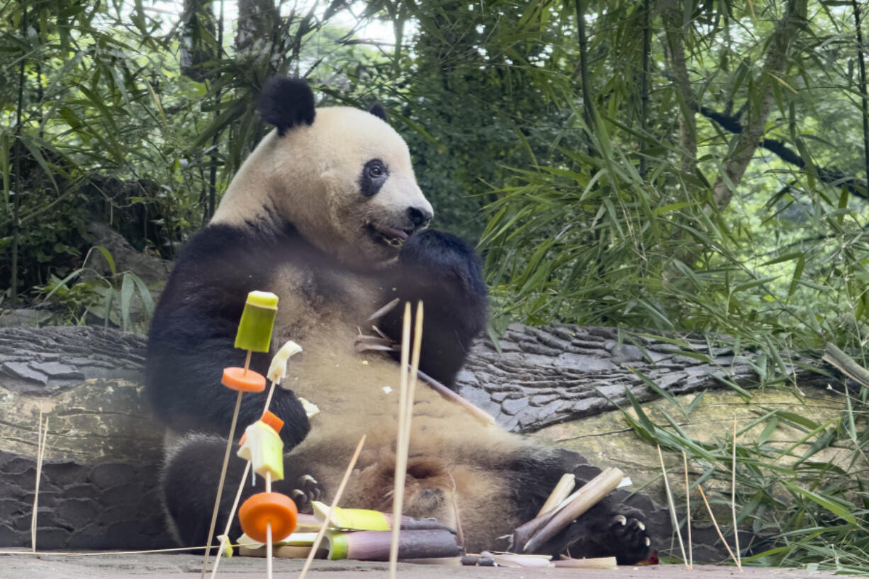 Female giant panda Xiang Xiang, born in Japan&rsquo;s Ueno Zoo in 2017 and returned to China in 2023, enjoys a birthday treat June 12 at the Bifengxia Panda Base of the China Conservation and Research Center for the Giant Panda in Ya&rsquo;an, China.