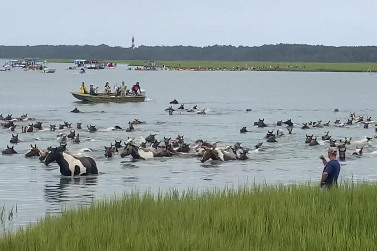 This photo taken from video provided by Chincoteague Chamber of Commerce, shows ponies arriving on shore during Chincoteague&#039;s 99th Pony Swim in Chincoteague, Va., Wednesday, July 24, 2024.