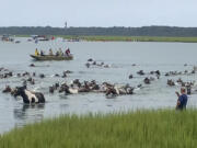This photo taken from video provided by Chincoteague Chamber of Commerce, shows ponies arriving on shore during Chincoteague&#039;s 99th Pony Swim in Chincoteague, Va., Wednesday, July 24, 2024.
