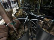 Bill Werner, Lead Greenhouse Manager of the College of Agricultural and Environmental Sciences at the University of California, Davis, shows drip irrigation tubes used for plants in a greenhouse at the Core Greenhouse Complex on the campus in Davis, Calif., Monday, May 20, 2024.