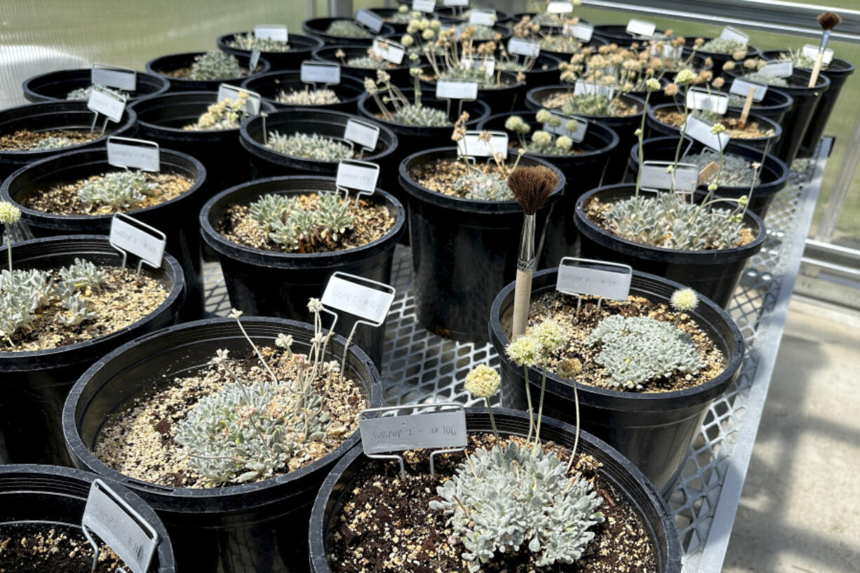 Tiehm&rsquo;s buckwheat grows in a greenhouse in Gardnerville, Nevada, Tuesday, May 21, 2024. The endangered desert wildflower stands in the way of a mining company&rsquo;s plans to dig for lithium to help speed production of batteries for electric cars and other green energy projects.