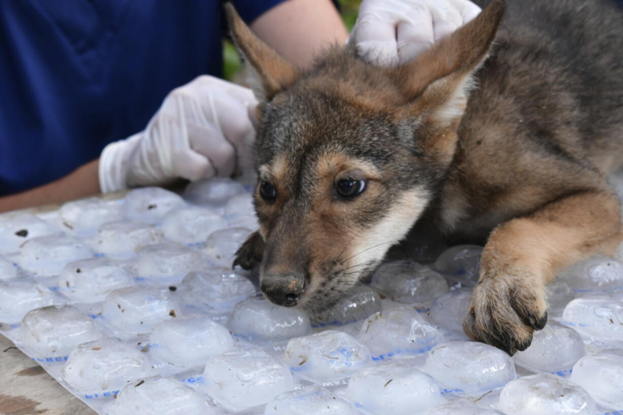 A red wolf pup  has health checkup in June at the Saint Louis Zoo Sears Lehmann, Jr. Wildlife Reserve in Missouri.