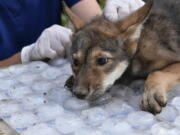 A red wolf pup  has health checkup in June at the Saint Louis Zoo Sears Lehmann, Jr. Wildlife Reserve in Missouri.