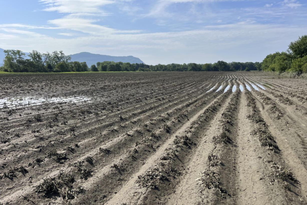 A flood-damaged potato field is seen July 12 at Sparrow Arc Farm in Guildhall, Vt. Vermont farms lost crops in last week&rsquo;s flooding, a year to the day after last July&rsquo;s severe flooding.