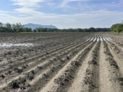 A flood-damaged potato field is seen July 12 at Sparrow Arc Farm in Guildhall, Vt. Vermont farms lost crops in last week&rsquo;s flooding, a year to the day after last July&rsquo;s severe flooding.