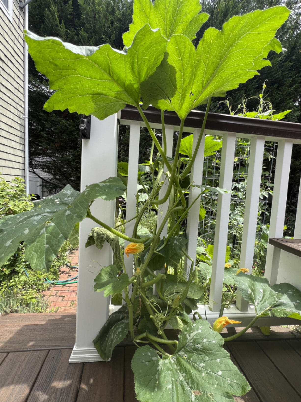 A zucchini plant encroaching on a deck from an adjacent garden bed on Long Island, N.Y.