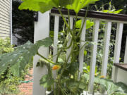 A zucchini plant encroaching on a deck from an adjacent garden bed on Long Island, N.Y.