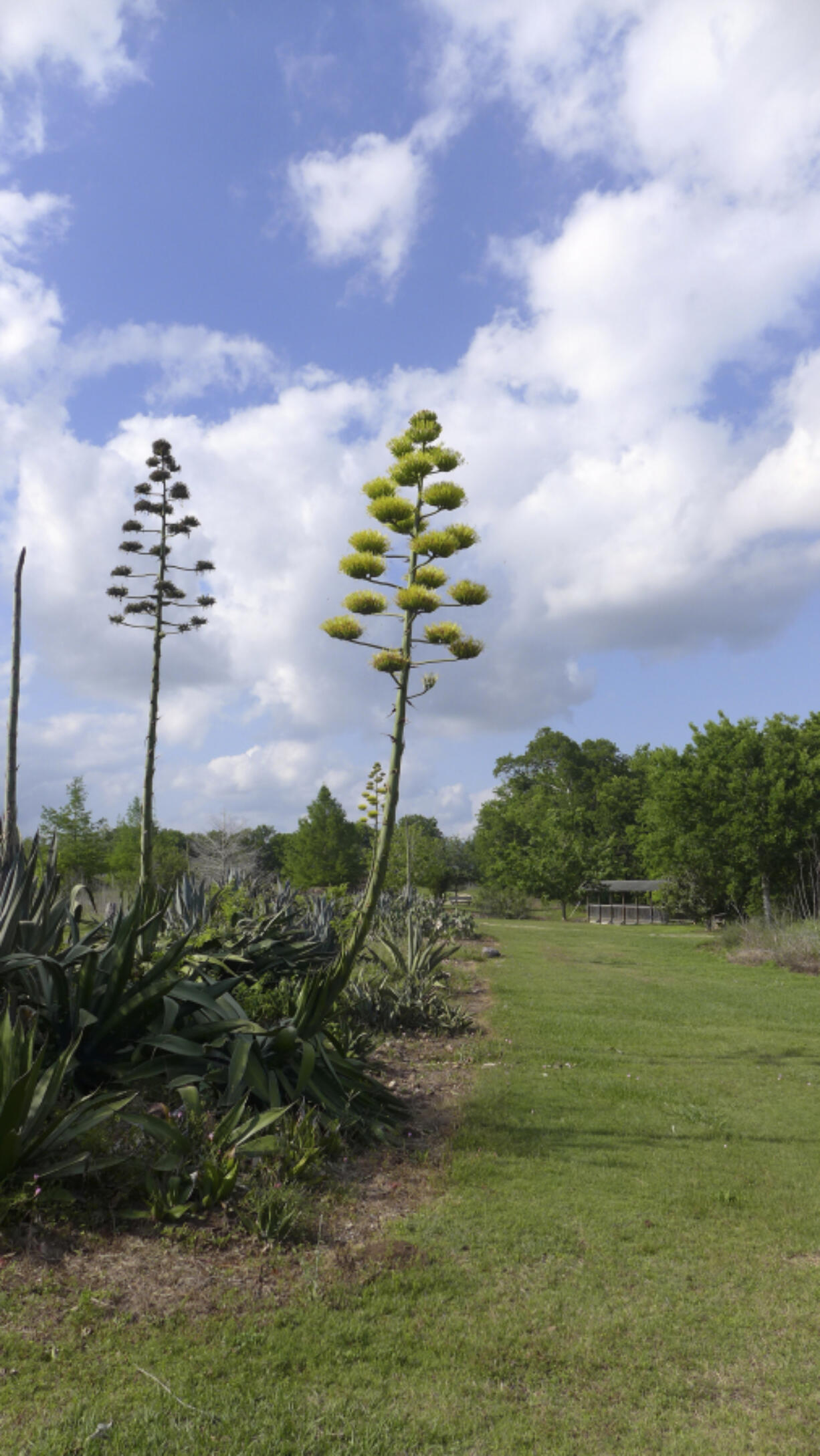 An Agave americana plant produces tall flower stalks at May 1, 2013, at Matagorda County Nature Preserve in Matagorda, Texas.