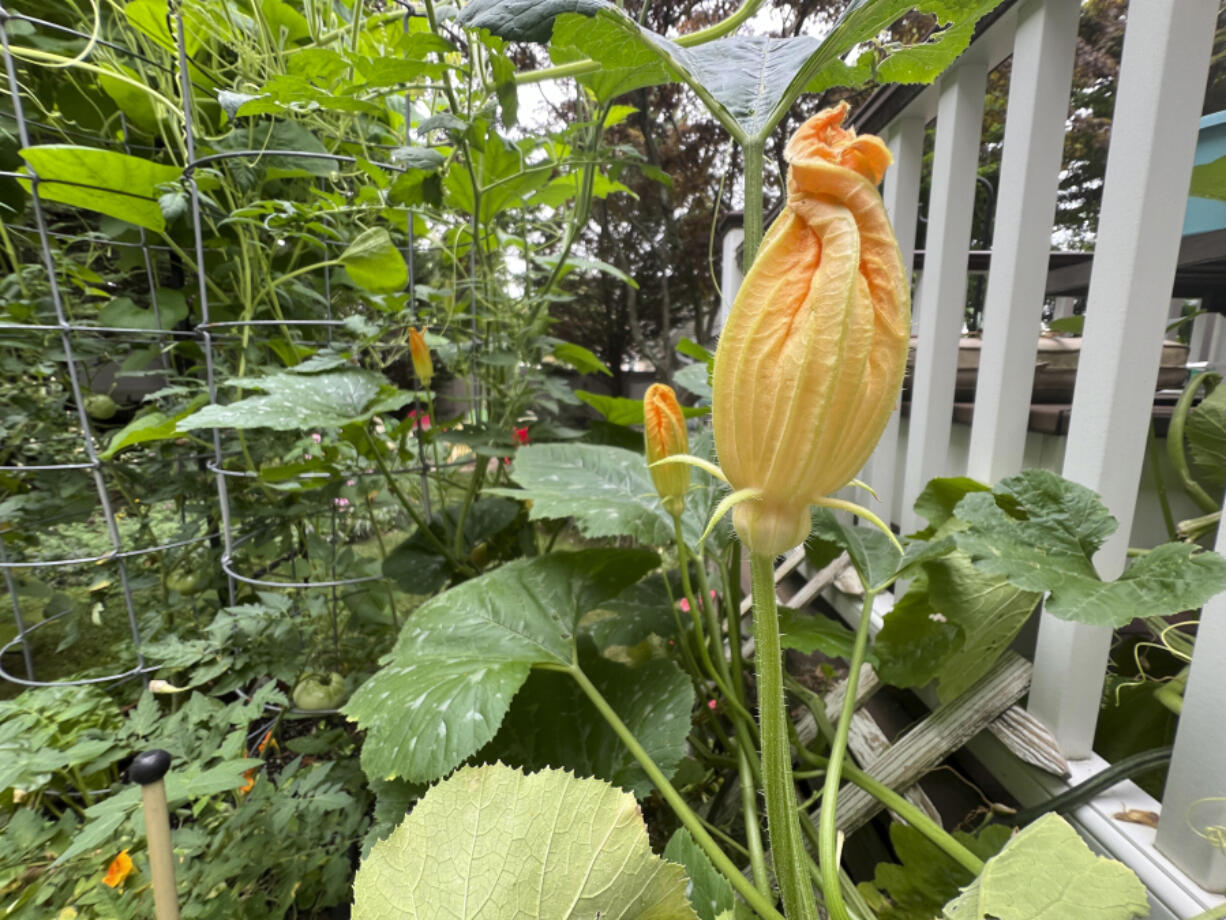 Male zucchini flowers are attached to plants by a simple stem in a Long Island, N.Y., garden. (Alton N.