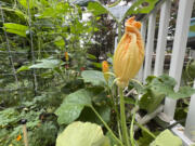 Male zucchini flowers are attached to plants by a simple stem in a Long Island, N.Y., garden. (Alton N.