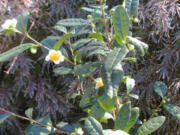 This image provided by the Missouri Botanical Garden shows a small Camellia sinensis plant. The plant&rsquo;s leaves are used to make white, green, black and oolong teas.