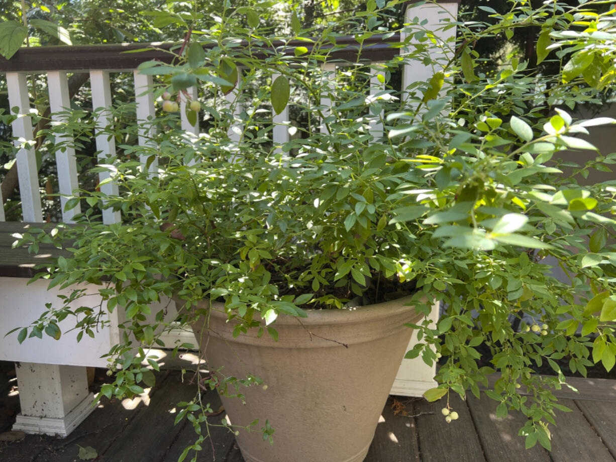 Two dwarf blueberry plants (Midnight Cascade and Sapphire Cascade) growing in a pot on Long Island, N.Y.