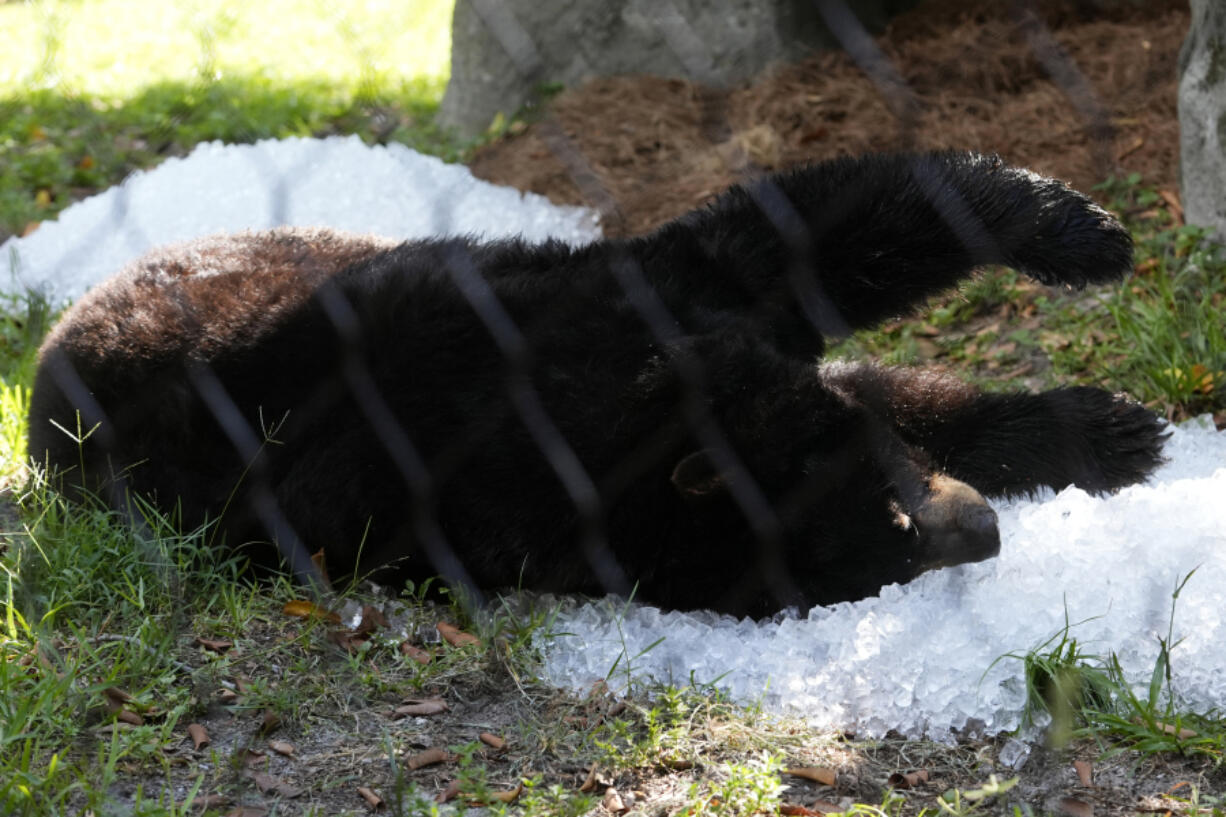 A black bear named Clark lies on a pile of crushed ice at the Palm Beach Zoo &amp; Conservation Society Thursday, July 18, 2024, in West Palm Beach, Fla. The staff at the zoo use a variety of techniques to keep their animals cool during the hot summer months.