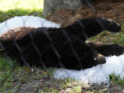 A black bear named Clark lies on a pile of crushed ice at the Palm Beach Zoo &amp; Conservation Society Thursday, July 18, 2024, in West Palm Beach, Fla. The staff at the zoo use a variety of techniques to keep their animals cool during the hot summer months.