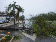 A tree uprooted by Hurricane Beryl lays on a street in Tulum, Mexico, Friday, July 5, 2024.