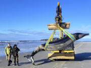 In this photo provided by the Department of Conservation rangers Jim Fyfe and Tumai Cassidy walk alongside what is believed to be a rare spade-toothed whale, on July 5, 2024, after its was found washed ashore on a beach near Otago, New Zealand.