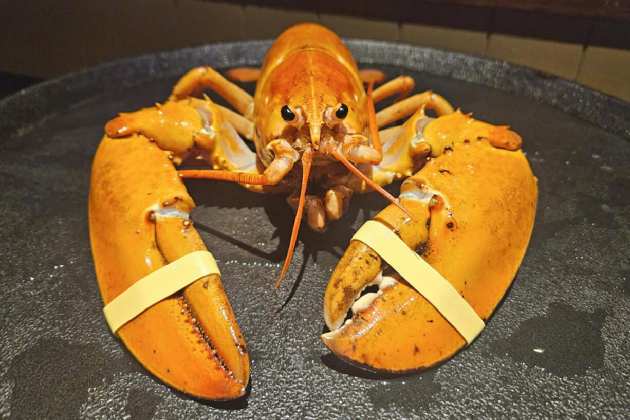 This photo provided by the Denver Downtown Aquarium shows Crush, a rare orange lobster, sent to the aquarium on Wednesday, July 17, 2024. Crush is named after the Denver Broncos Orange Crush defense from 1976 to 1986.