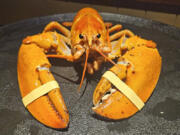 This photo provided by the Denver Downtown Aquarium shows Crush, a rare orange lobster, sent to the aquarium on Wednesday, July 17, 2024. Crush is named after the Denver Broncos Orange Crush defense from 1976 to 1986.