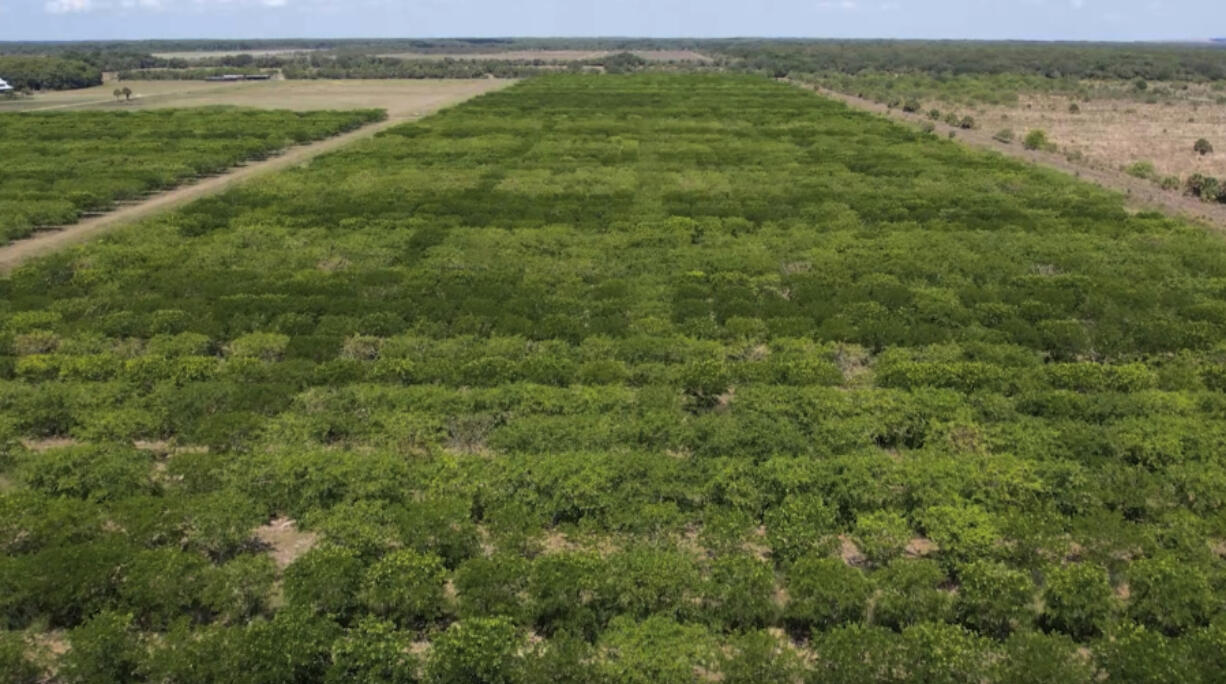 Pongamia trees grow in a former citrus grove, Thursday, June 6, 2024, in St. Lucie County, Fla. As large parts of the Sunshine State&rsquo;s once-famous citrus industry have all but dried up over the past couple of decades due to greening and citrus canker, some farmers are turning to the pongamia tree, a climate-resilient tree with the potential to produce plant based proteins and a sustainable biofuel.