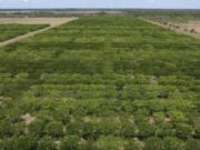 Pongamia trees grow in a former citrus grove, Thursday, June 6, 2024, in St. Lucie County, Fla. As large parts of the Sunshine State&rsquo;s once-famous citrus industry have all but dried up over the past couple of decades due to greening and citrus canker, some farmers are turning to the pongamia tree, a climate-resilient tree with the potential to produce plant based proteins and a sustainable biofuel.