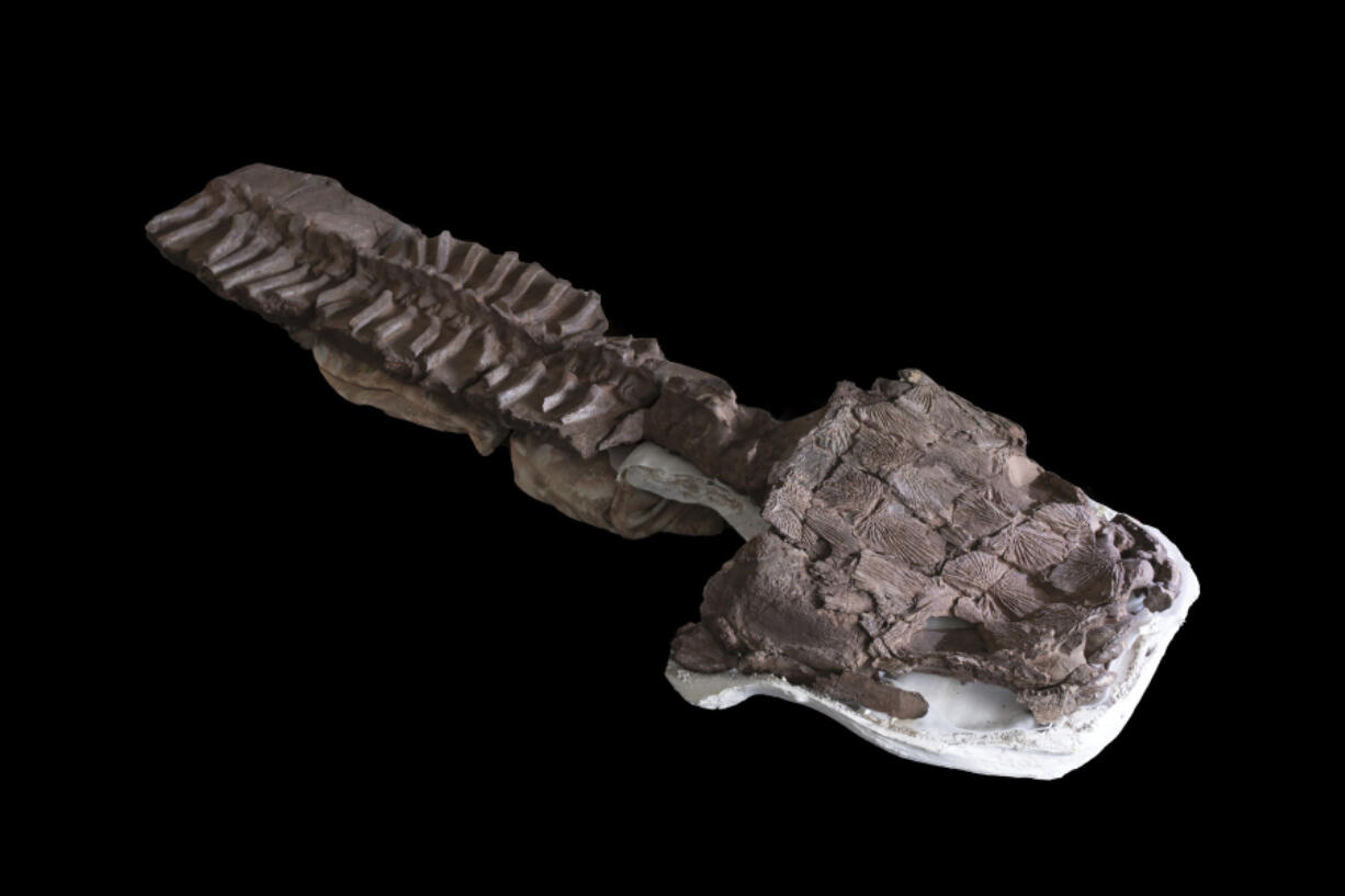 This July 2, 2018 image provided by Claudia Marsicano shows an image of the nearly complete skeleton from fossils recovered in Namibia of a giant salamander-like creature at the Paleontology lab in Cape Town, South Africa.