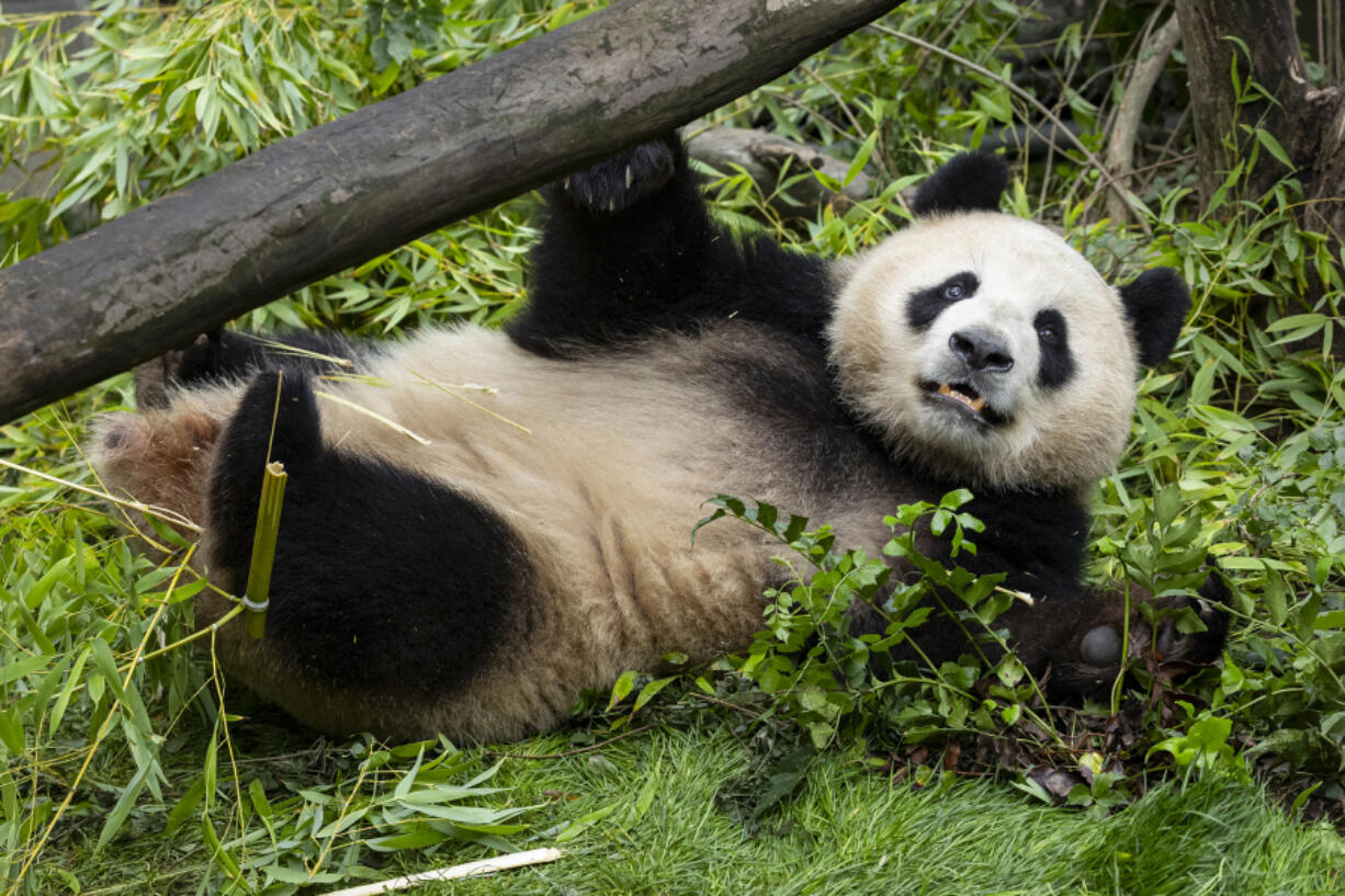 Giant panda Xin Bao, a nearly 4-year-old female, plays July 3 the San Diego Zoo Wildlife Alliance in San Diego.