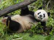 Giant panda Xin Bao, a nearly 4-year-old female, plays July 3 the San Diego Zoo Wildlife Alliance in San Diego.