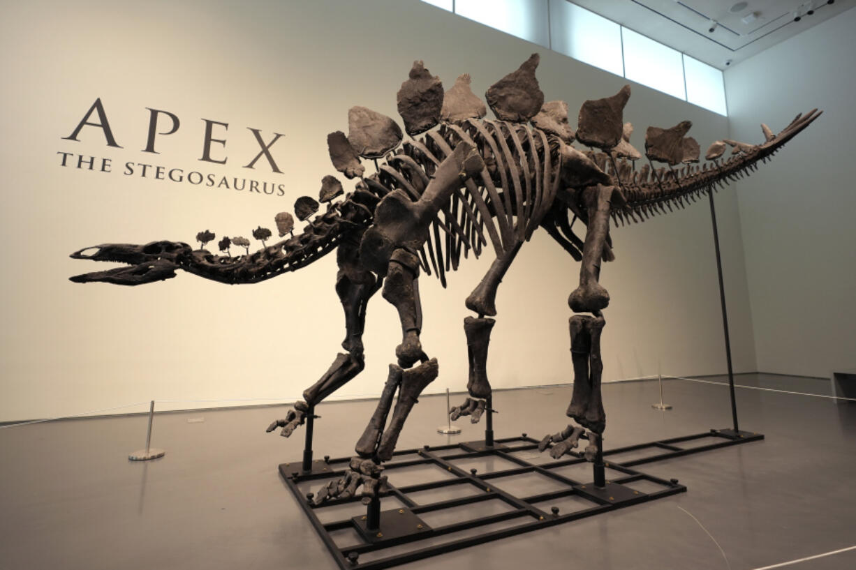 A stegosaurus skeleton is displayed at Sotheby&#039;s New York in New York, Wednesday, July 10, 2024.