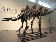 A stegosaurus skeleton is displayed at Sotheby&#039;s New York in New York, Wednesday, July 10, 2024.