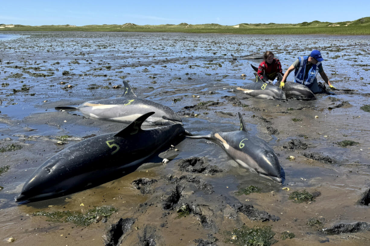 This photo provided by the International Fund for Animal Welfare shows a IFAW staff member, left, and a trained volunteer, right, working among stranded dolphins, in Wellfleet, Mass., on Cape Cod, Friday, June 28, 2024. The recent stranding of more than 100 dolphins on Cape Cod, the largest such event involving dolphins in U.S. history, is due in part to the natural geography of the cape, with its gently sloping sand flats, tidal fluctuations, proximity to productive feeding grounds, and the hook-like shape of the cape itself.