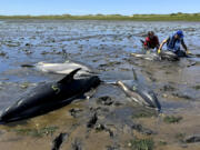 This photo provided by the International Fund for Animal Welfare shows a IFAW staff member, left, and a trained volunteer, right, working among stranded dolphins, in Wellfleet, Mass., on Cape Cod, Friday, June 28, 2024. The recent stranding of more than 100 dolphins on Cape Cod, the largest such event involving dolphins in U.S. history, is due in part to the natural geography of the cape, with its gently sloping sand flats, tidal fluctuations, proximity to productive feeding grounds, and the hook-like shape of the cape itself.