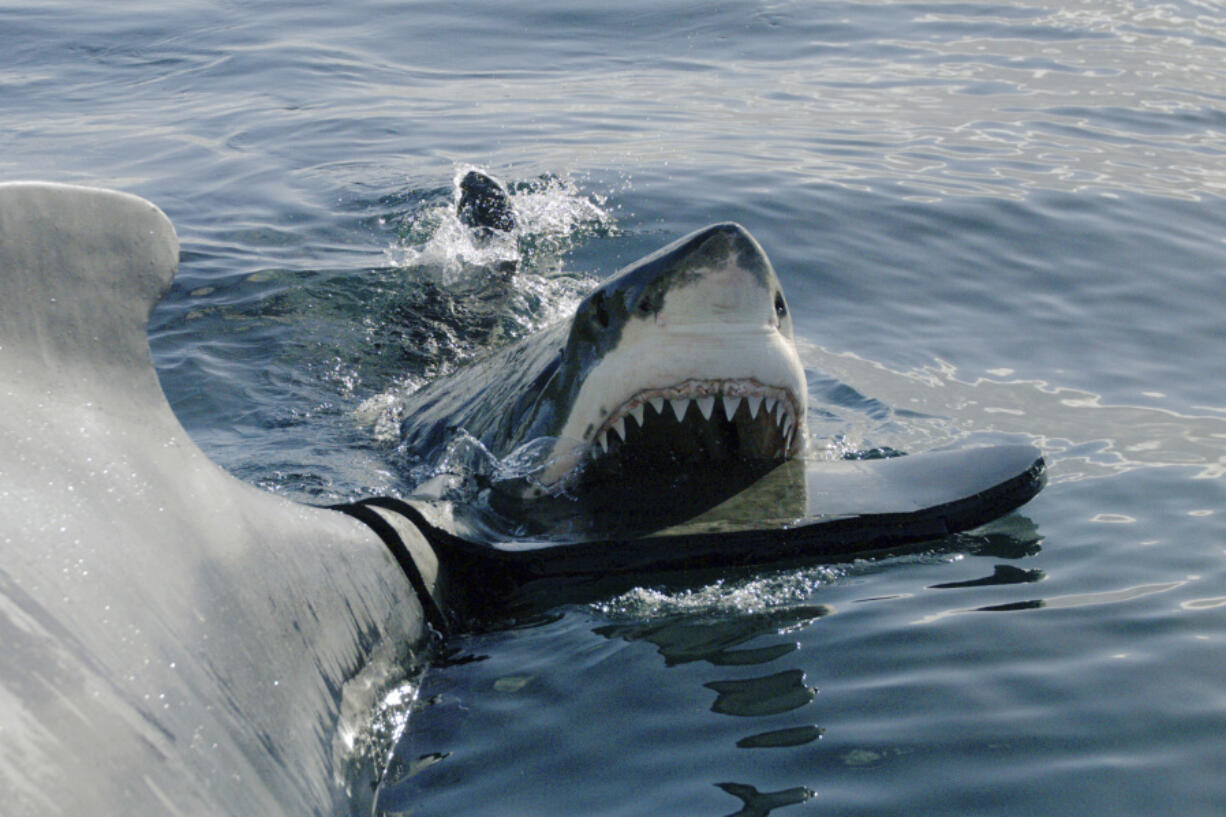 A scene from &ldquo;Belly of the Beast: Bigger and Bloodier,&rdquo; part of 21 hours of programing celebrating &ldquo;Shark Week.&rdquo; (Discovery Channel)