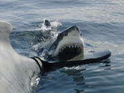 A scene from &ldquo;Belly of the Beast: Bigger and Bloodier,&rdquo; part of 21 hours of programing celebrating &ldquo;Shark Week.&rdquo; (Discovery Channel)