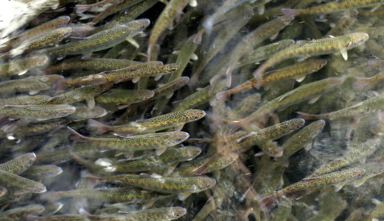 FILE - Juvenile coho salmon swim in a holding pond at the Cascade Fish Hatchery, March 8, 2017, in Cascade Locks, Ore. On Thursday, July 25, 2024, the U.S. government announced that it will invest $240 million in salmon and steelhead fish hatcheries in the Pacific Northwest in an effort to boost declining fish populations and support the treaty-protected fishing rights of Native American tribes in the region.