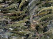 FILE - Juvenile coho salmon swim in a holding pond at the Cascade Fish Hatchery, March 8, 2017, in Cascade Locks, Ore. On Thursday, July 25, 2024, the U.S. government announced that it will invest $240 million in salmon and steelhead fish hatcheries in the Pacific Northwest in an effort to boost declining fish populations and support the treaty-protected fishing rights of Native American tribes in the region.