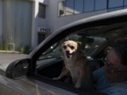 Sherri Thompson, with her chihuahua 14-year-old Kiwahi, waits in her vehicle for the Cook Plaza cooling center to open on Friday, July 5, 2024, in Gresham, Ore. Thompson has lived in her car for three years, and can only run its air conditioning for about 20 minutes at a time as it causes the engine to overheat. A heat wave is spreading across Wester U.S., the national Weather Service said, sending many residents in search of a cool haven from the dangerously high temperatures.