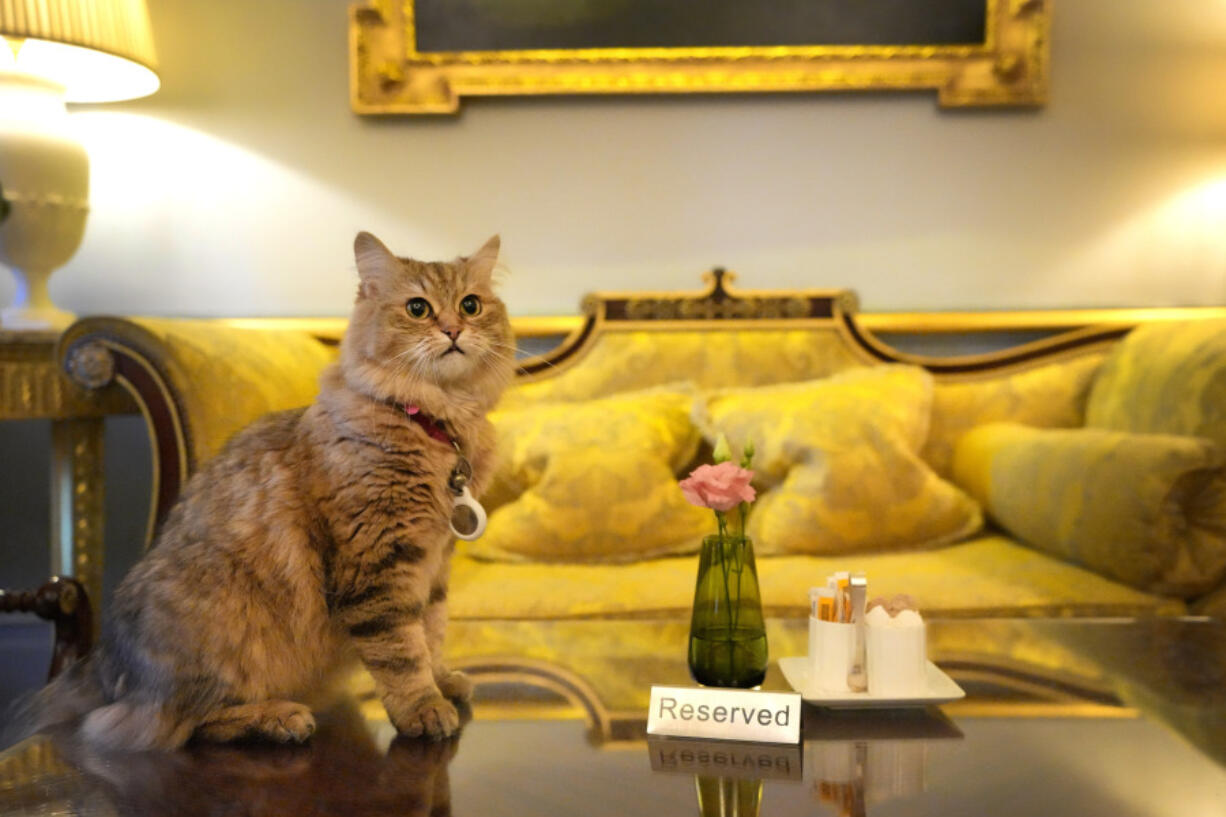 Lilibet the cat, who is a Siberian Forest Cat and lives in the Lanesborough Hotel in London, sits in the hotel lobby March 13.