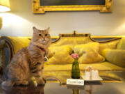 Lilibet the cat, who is a Siberian Forest Cat and lives in the Lanesborough Hotel in London, sits in the hotel lobby March 13.