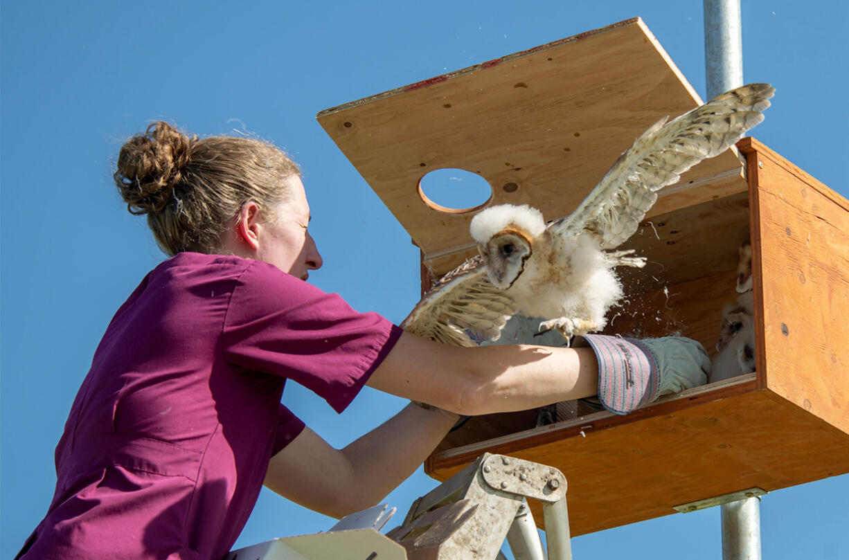 Dr. Marcie Logsdon, a wildlife veterinarian at WSU’s College of Veterinary Medicine, watches as a baby barn owl takes off while being placed in a hack box on Thursday, June 13, 2024, at the WSU Horticulture Center near Pullman. (Photo by College of Veterinary Medicine/Ted S.