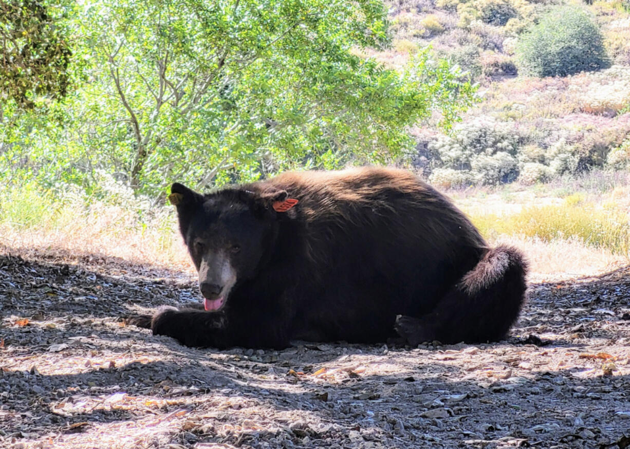 Yellow 2291 was tranquilized in Chatsworth, Calif., in May after a long trek down to Malibu, Calif., and relocated to Angeles National Forest by California wildlife officials.