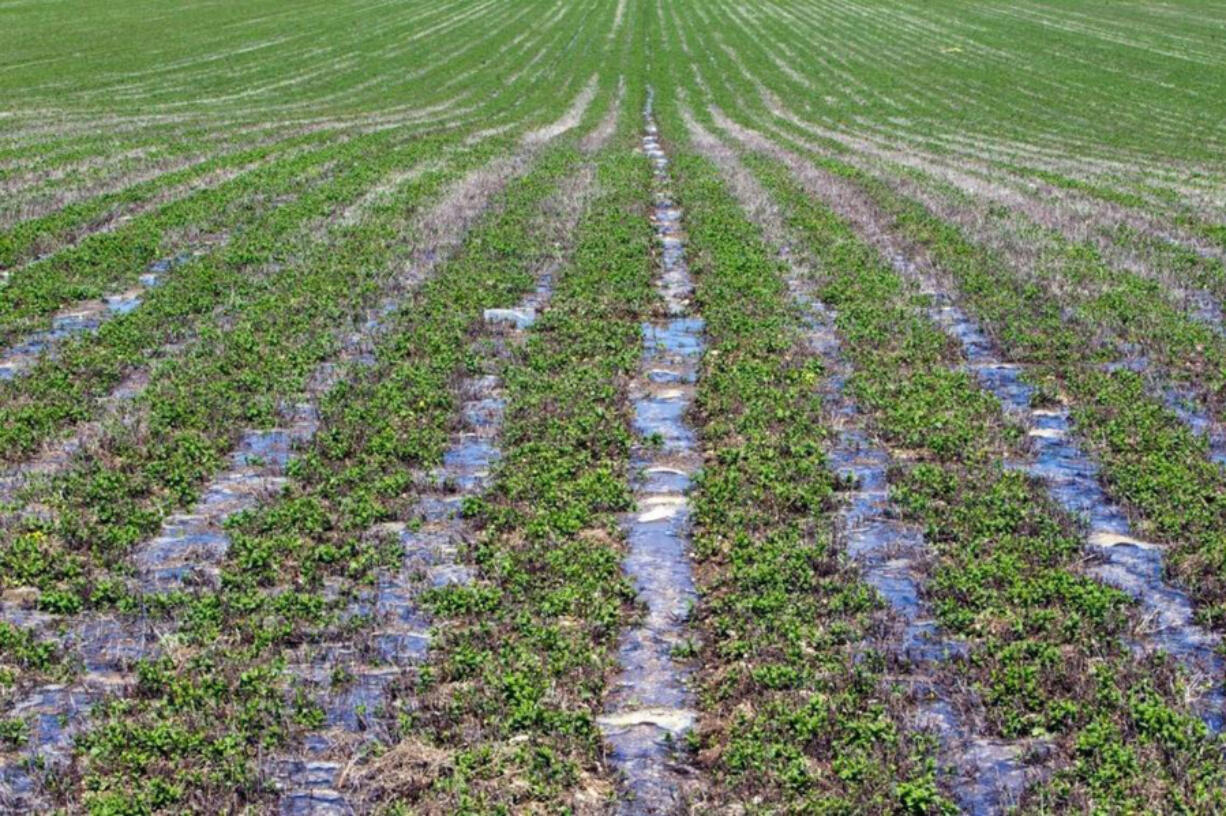 Mint production has been decreasing in Idaho because of the challenges in getting rid of pests.