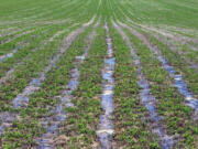 Mint production has been decreasing in Idaho because of the challenges in getting rid of pests.