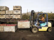 This Nov. 14, 2017 photo shows Jaìme Ceja operating a forklift while loading boxes of Red Delicious apples on to a trailer during his shift in an orchard in Tieton, Wash. A new report finds that undocumented immigrants paid nearly $100 billion in federal, state and local tax revenue in 2022 while many are shut out of the programs their taxes fund.