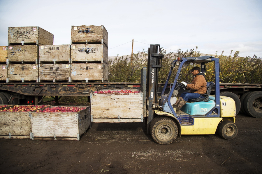 This Nov. 14, 2017 photo shows Jaìme Ceja operating a forklift while loading boxes of Red Delicious apples on to a trailer during his shift in an orchard in Tieton, Wash. A new report finds that undocumented immigrants paid nearly $100 billion in federal, state and local tax revenue in 2022 while many are shut out of the programs their taxes fund.