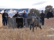 Colorado Parks and Wildlife officials release a gray wolf onto public land Dec. 18, 2023, in Grand County, Colo.