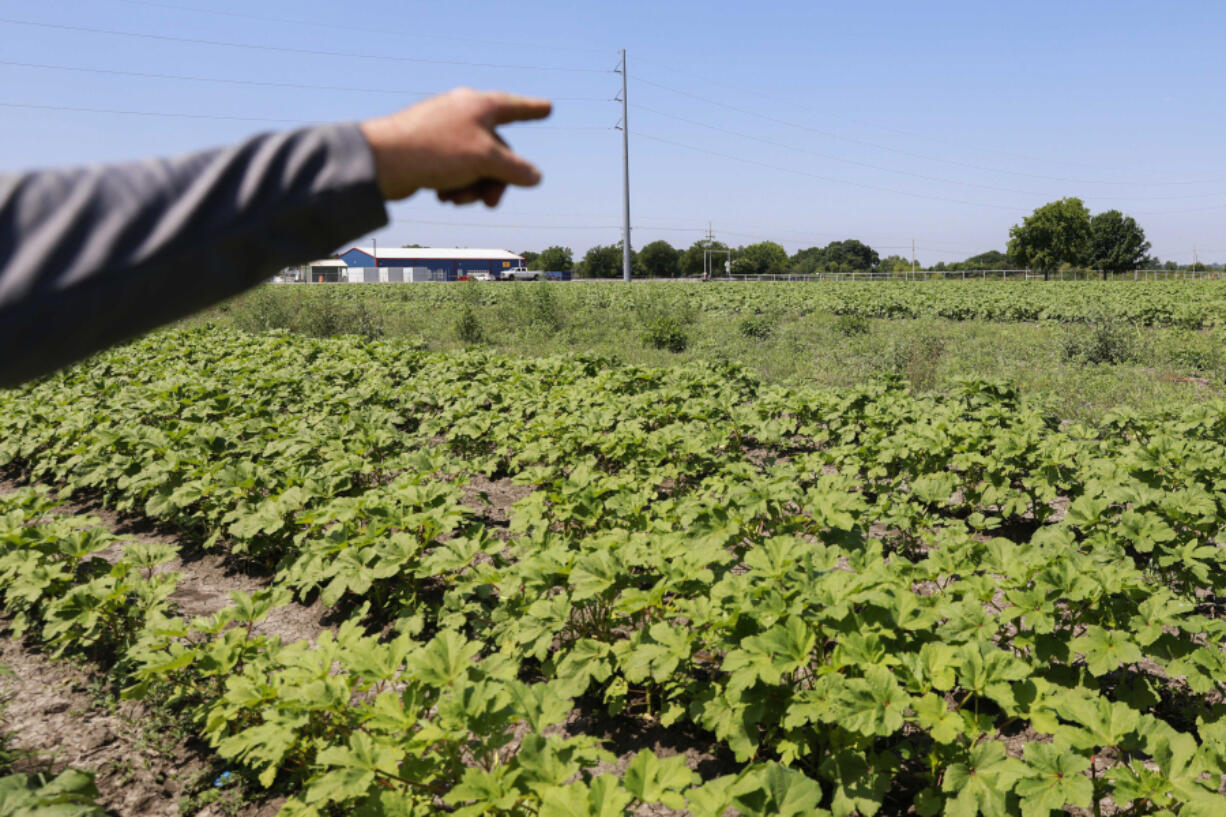 Reeves Family Farm owner Aaron Reeves points out toward his nursery beds containing okra and squash plants during a tour on June 9, 2023, at his farm in Princeton, Texas. Reeves Family Farm is one of the farms in Collin County following regenerative agriculture farming to help combat climate change.