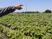 Reeves Family Farm owner Aaron Reeves points out toward his nursery beds containing okra and squash plants during a tour on June 9, 2023, at his farm in Princeton, Texas. Reeves Family Farm is one of the farms in Collin County following regenerative agriculture farming to help combat climate change.