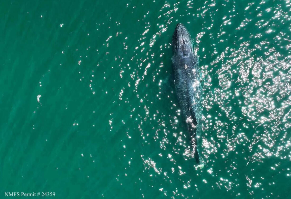 This gravely injured humpback whale was photographed in southern Rosario Striat on July 23. Its injury was probably caused by entanglement, most likely in fishing gear.